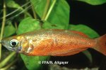 Glossolepis incisus - 